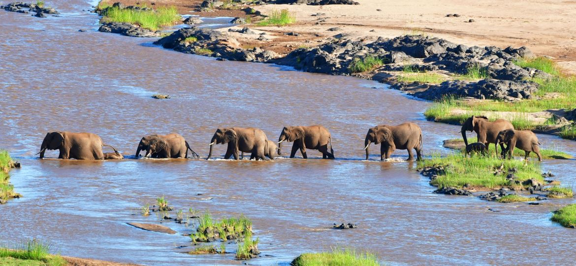 Kruger National Park Zuid-Afrika