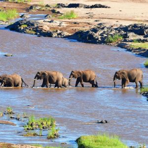 Kruger National Park Zuid-Afrika