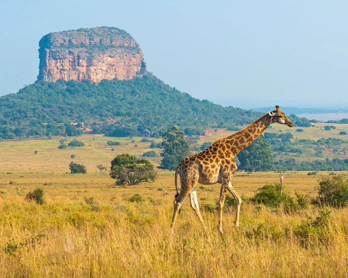 Zuid-Afrika