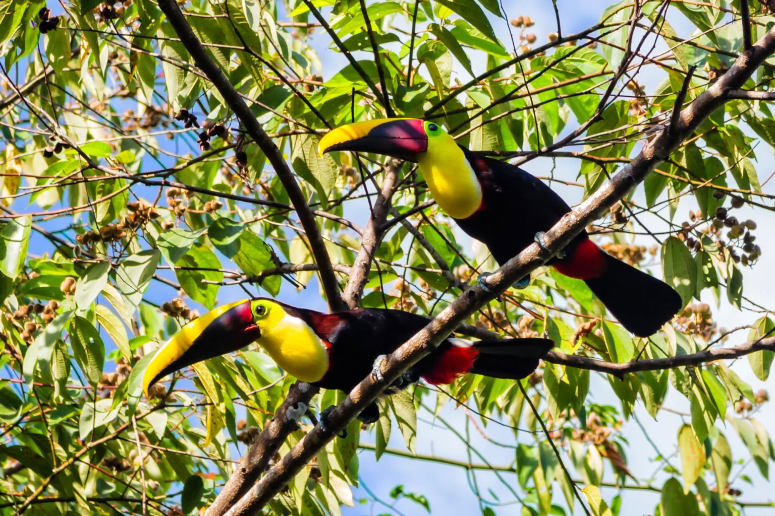 Corcovado-costa-rica-toucans Corcovado National Park in Costa Rica