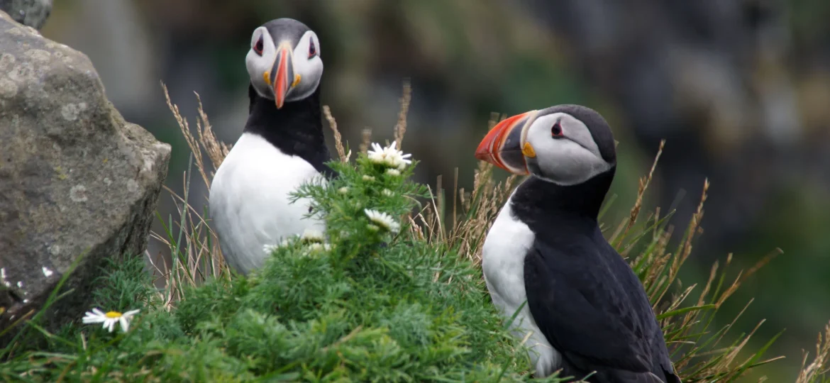 Papegaaiduikers IJsland